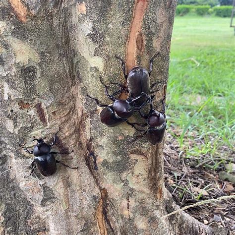 獨角仙飛來家裡|獨角仙繁殖與產房布置